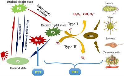 The photosensitizer-based therapies enhance the repairing of skin wounds